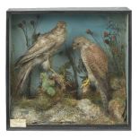 *Taxidermy. Sparrowhawk & Kestrel, mid 20th century, two birds in a naturalistic setting,