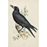 *Lear (Edward). Rook. Corvus frugilegus, published in 'The Birds of Europe', [1832- 1837],