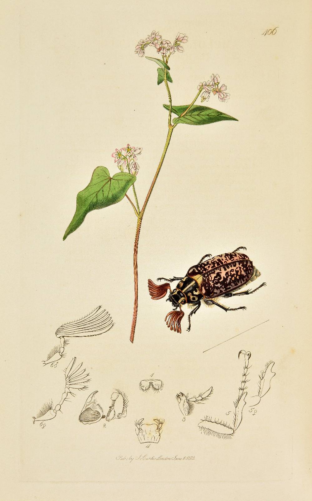 Curtis (John). British Entomology; Being Illustrations and Descriptions of the Genera of Insects