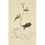 Curtis (John). British Entomology; Being Illustrations and Descriptions of the Genera of Insects