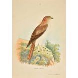 Jerdon (Thomas Caverhill). Illustrations of Indian Ornithology, containing 50 figures of new,