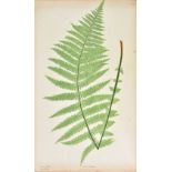 More (Thomas). The Ferns of Great Britain and Ireland, edited by John Lindley, nature-printed by