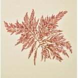 Marine Algae. A 19th century collection of dried seaweed specimens, approximately 80 specimens (