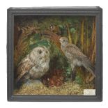 *Taxidermy. Kestrel, Goldfinch and a juvenile Tawny Owl, mid 20th century, three specimens
