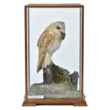 *Taxidermy. Barn Owl, late 20th century, well presented specimen of a Barn Owl with prey (a vole),