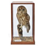 *Taxidermy. Tawny Owl, late 20th century, well presented specimen displayed on a tree stump with a