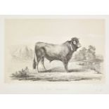 *Baudement (Emile). A collection of thirty lithographs, originally published in 'Les Races Bovines