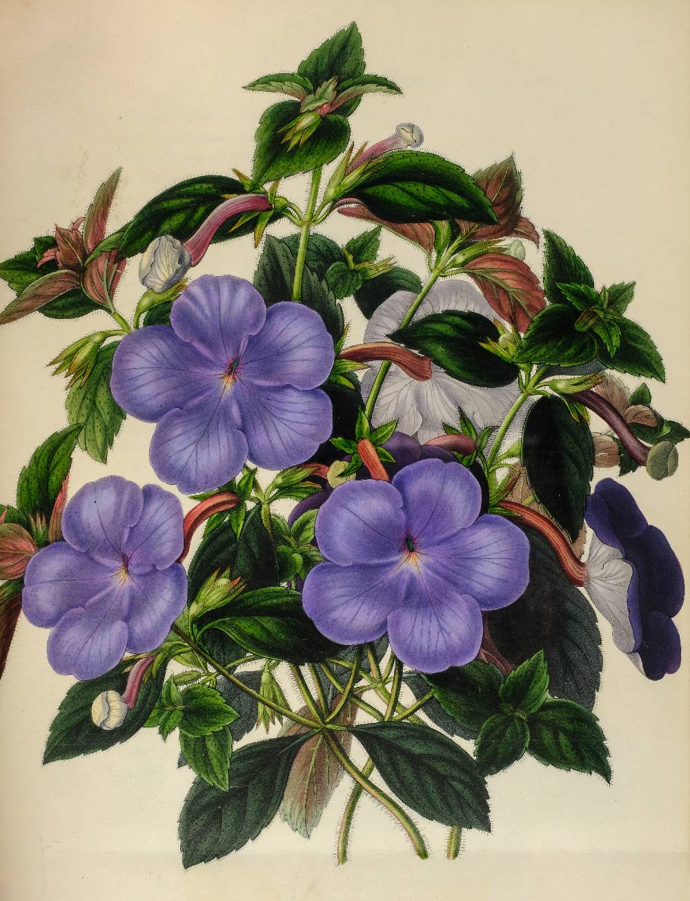 Horticultural Society of London. Transactions of the Horticultural Society of London, 7 volumes, - Image 7 of 9