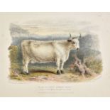 *Low (David). A collection of eighteen lithographs originally published in 'The Breeds of the