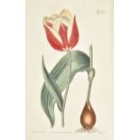 Curtis (William, and others). The Botanical Magazine; or Flower Garden Displayed...., Seven volumes,