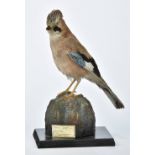 *Taxidermy. Jay, mid 20th century, single bird on a 'rock' pedestal on a stained rectangular