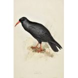 *Lear (Edward). Cough. Fregilis graculius, originally published in 'The Birds of Europe', [1832 -