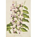 *Van Houtte (Louis). A collection of approximately 470 botanic lithographs, circa 1870,