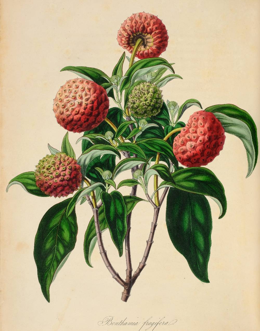 Horticultural Society of London. Transactions of the Horticultural Society of London, 7 volumes, - Image 3 of 9