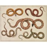 *Snakes. Four large engravings of snakes, late 18th century, four hand coloured engravings,