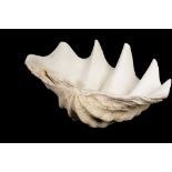 PAIR OF GIANT CLAM (TRIDACNA GIGAS) SHELLS, 62cm wide