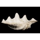 PAIR OF GIANT CLAM (TRIDACNA GIGAS) SHELLS, 59cm wide