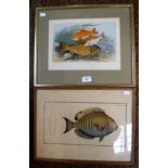 A FRAMED 19TH CENTURY BOOK ILLUSTRATION, 'Golden and Bronze Carp' and a similar fish print