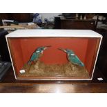 TAXIDERMY: A pair of Kingfishers perched on a dried grassy ground in a painted and glazed wooden