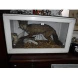 TAXIDERMY: A fox attacking a duck in a naturalistic pose, contained in a wooden and glazed case,