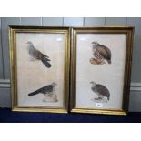 A PAIR OF 19TH CENTURY WATERCOLOURS, each depicting two birds, with indistinct pencil annotations,