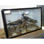 TAXIDERMY; A PAIR OF LAPWINGS in a glazed case, 32 cm high