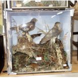 TAXIDERMY; A PAIR OF BIRDS OF PREY in a glazed display case, 45 cm high