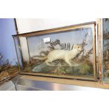 TAXIDERMY; A STOAT in a glazed case, 27 cm high