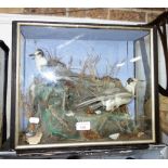 A PAIR OF SMALL SHORE BIRDS set in a naturalistic setting within a glazed cabinet, 34 cm high