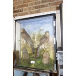 TAXIDERMY; A PAIR OF BIRDS OF PREY in a glazed display case, 47 cm high