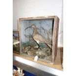 TAXIDERMY; A CURLEW in a display case made from a 19th century starch box, 41 cm high (needs re-