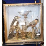 TAXIDERMY; A BULLFINCH and two other birds in a naturalistic setting in a glazed case, 30 cm high
