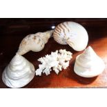 A COLLECTION OF SEA SHELLS and a section of coral