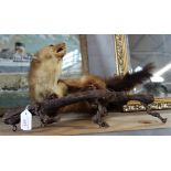 TAXIDERMY: A stuffed weasel/ferret mounted on a branch