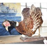 TAXIDERMY: A chicken, mounted on a wooden stand