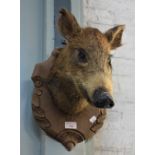 TAXIDERMY; A BOAR'S HEAD mounted to a shield