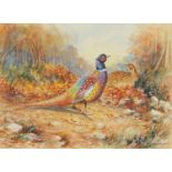 Graham Payne - Portrait of two pheasants, heightened watercolour, mounted and framed, 16.5cm x