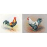 Graham Payne - Two portraits of cockerels, two heightened watercolours, the largest 14cm x 11.