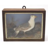 Victorian taxidermy herring gull, housed in a glazed ebonised display case, 46cm H x 60cm W x 18cm D