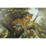 Woodcock - Leopard laying in a tree, oil on canvas, label verso, mounted and framed, 91cm x 61cm :