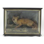 Victorian taxidermy fox, housed in a glazed ebonised display case, 70cm H x 97cm W x 32.5cm D :For