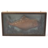 Victorian taxidermy halibut, housed in a glazed ebonised display case, W H Rowe Naturalist label