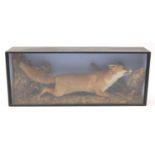 Victorian taxidermy fox, housed in a glazed ebonised display case, 46.5cm H x 114.5cm W x 22.5cm