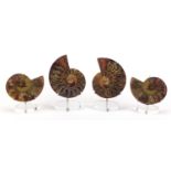 Two pairs of polished Perisphinctus ammonites, Madagascar Cretaceous period, each on acrylic stands,