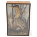 Victorian taxidermy bittern, housed in a glazed ebonised display case, 66cm H x 44cm W x 17.5cm D :