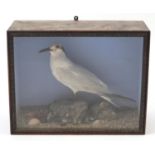 Victorian taxidermy tern, housed in a glazed ebonised display case, 32cm H x 40.5cm W x 17.5cm D :