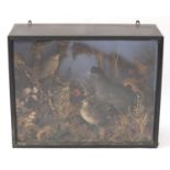 Victorian taxidermy bird display including a coot, housed in a glazed ebonised case, 62cm H x 78cm W