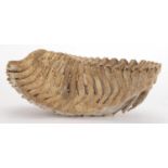 Large fossilised woolly mammoth tooth, 16cm H x 35cm W x 14cm D :For Further Condition Reports