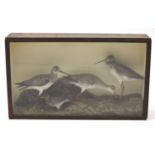 Victorian taxidermy display of four godwits, housed in a glazed ebonised display case, 39.5cm H x