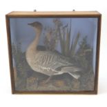 Victorian taxidermy greylag goose, housed in a glazed pine display case, part label to the